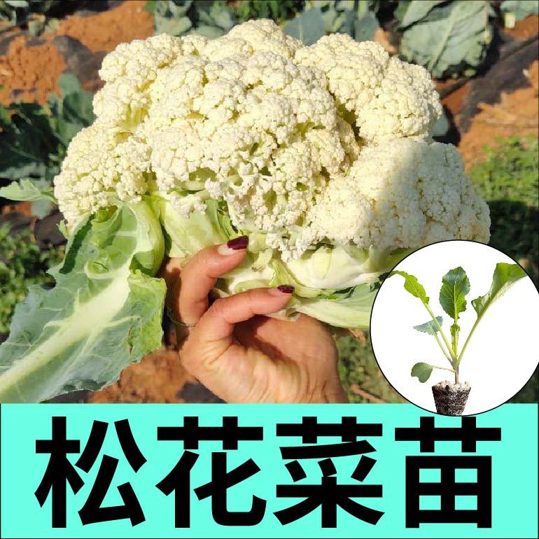 特大花球松花菜苗秧种子耐热耐寒花菜花椰菜春秋四季阳台盆栽寿光
