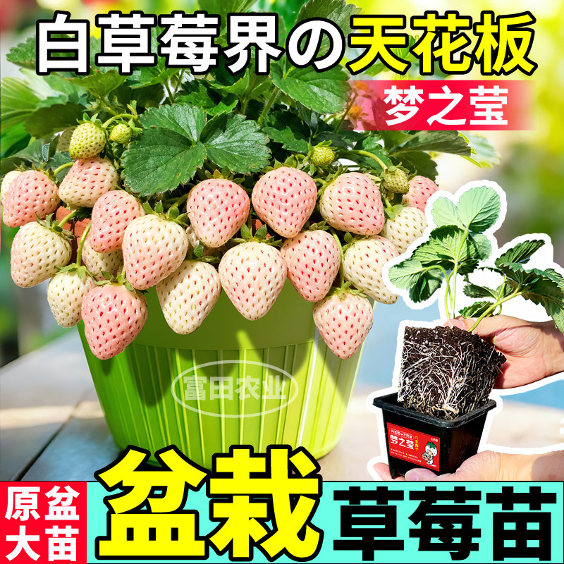 梦之莹盆栽草莓苗秧原盆大苗四季盆栽爆甜多汁白草莓界的天花板