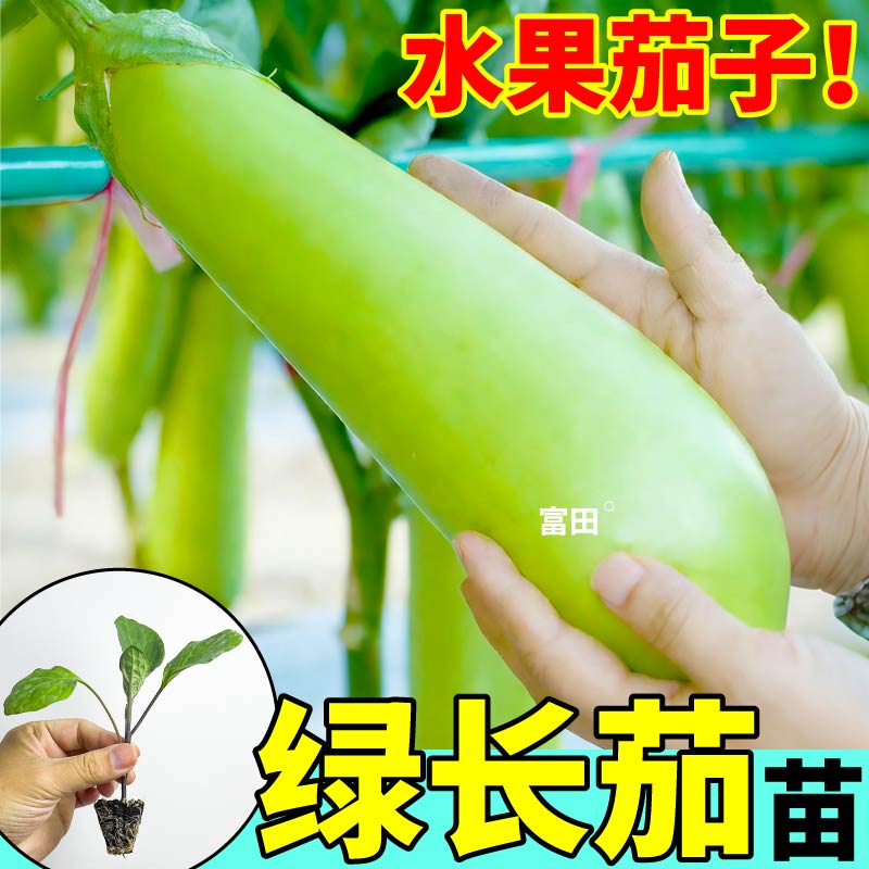 寿光直发绿长茄苗秧四季水果茄子种子阳台小院盆栽黑长茄白长茄苗