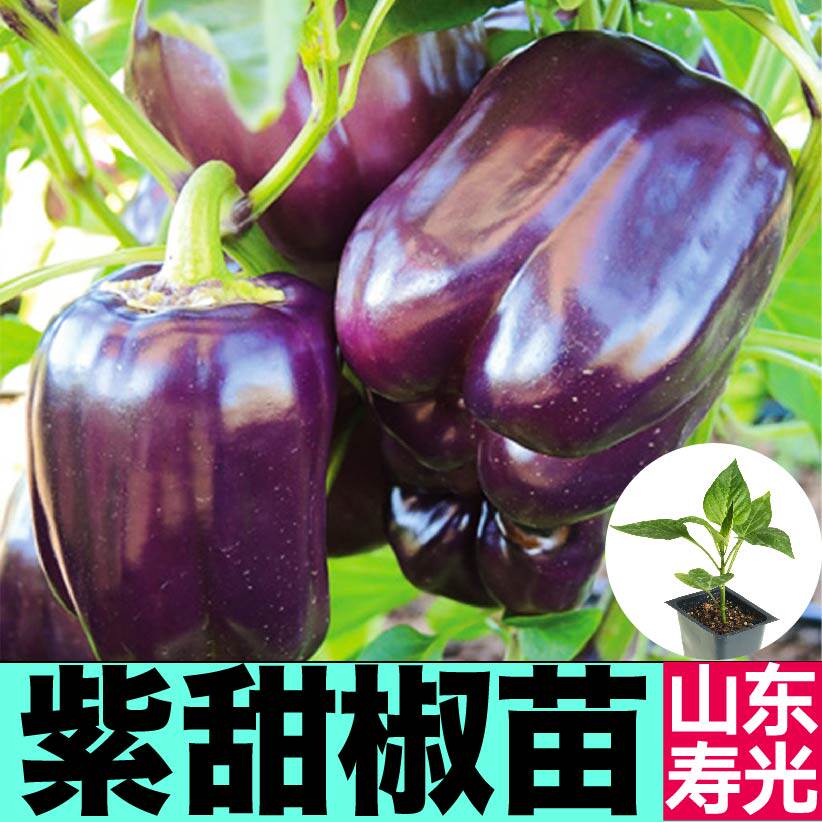 紫甜椒苗秧红黄绿圆椒太空方椒种子辣椒苗四季盆栽带土球阳台庭院