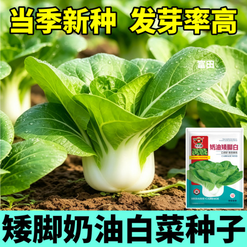 矮脚奶油白菜种子小白菜奶白菜蔬菜种籽阳台小院盆栽农家种植