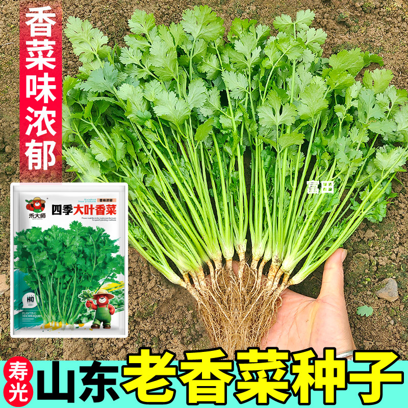 正宗老香菜四季大叶香菜种子芫荽蔬菜种籽阳台小院室内盆栽种植