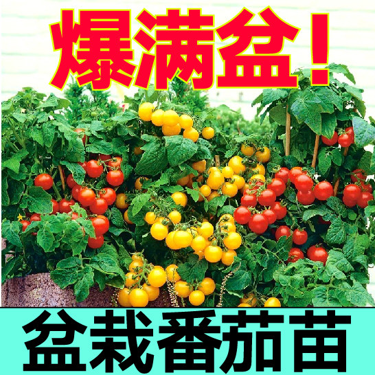 爆满盆矮生盆栽小樱桃番茄苗秧带土球西红柿圣女果苗秧种子四季籽图片