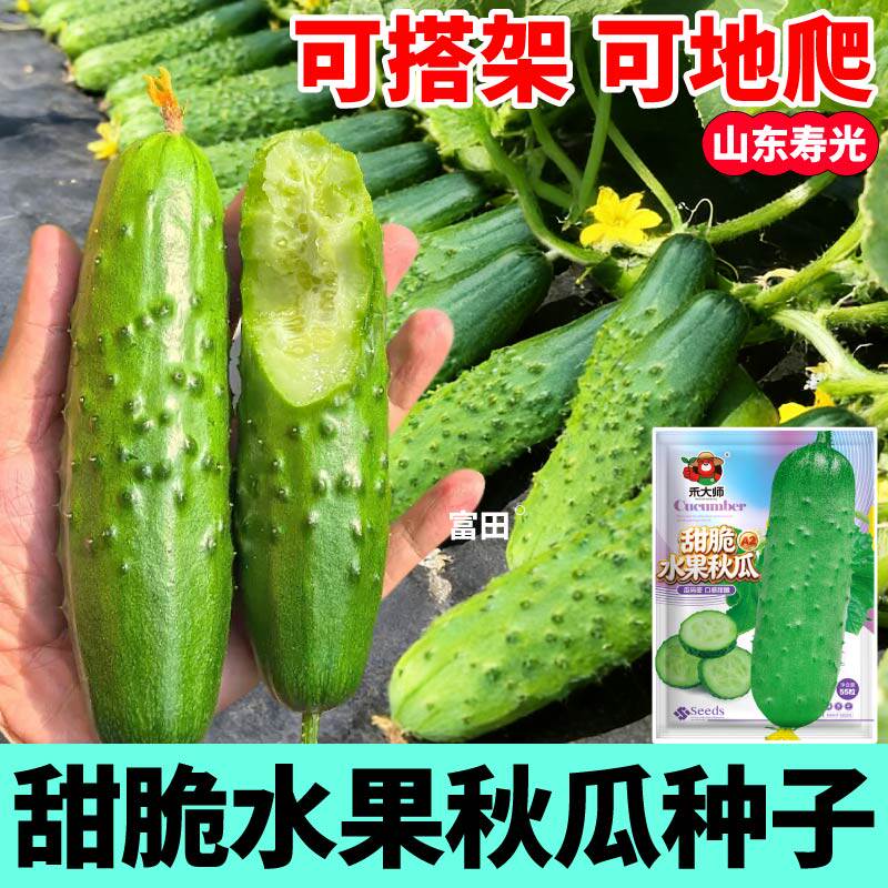甜脆水果秋黄瓜种子四季高产满地爬绿芯白玉黄瓜种籽室内外可种