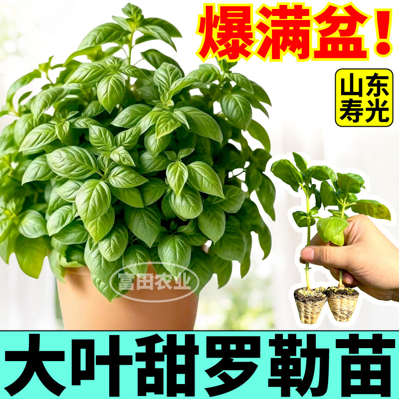 爆满盆大叶甜罗勒苗秧四季观赏食用绿紫罗勒种子带土阳台小院盆栽