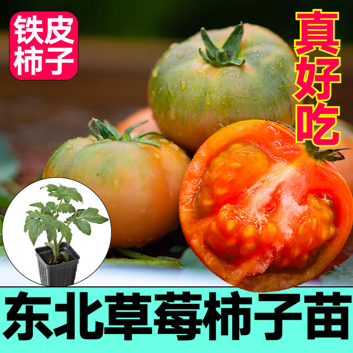 正宗草莓柿子苗秧苗四季春秋高产盆栽绿肩铁皮口感番茄种子籽东北