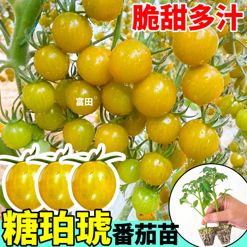 寿光糖珀琥圣女果苗秧种子种植