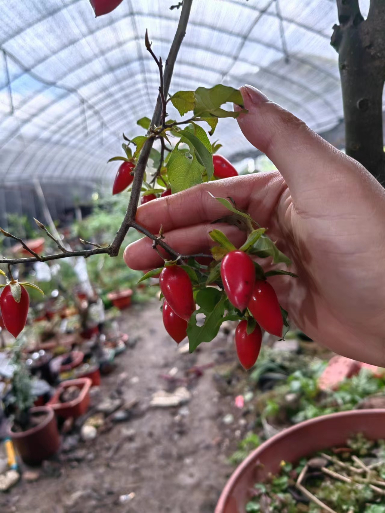 高端盆素材绿植盆栽卧室、客厅、庭院、阳台 鲜花速递/花卉仿真/绿植园艺 大型绿植/成品组合盆栽 原图主图