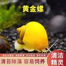 观赏螺冷水除藻黄金螺清洁鱼缸吃鱼龟粪便淡水好养易活工具螺活体
