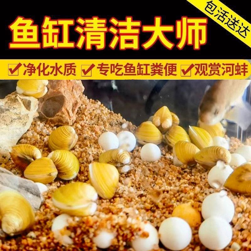 溪蚬黄金蚬小河蚌河蚬活体淡水黄金螺原生宠物小型水族除藻观赏螺