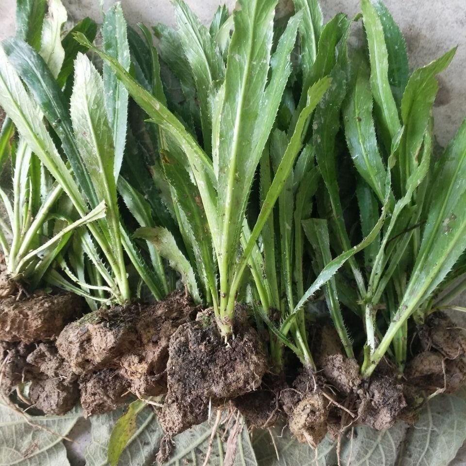 带根带泥大香菜苗云南泰国大芫荽越南老缅芫荽刺芫荽野香菜