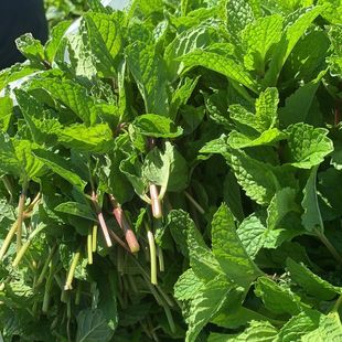 云南德宏特产薄荷叶新鲜食用蔬菜凉薄荷叶调酒泡茶香料调料西餐