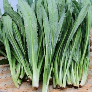 云南德宏大芫荽 老缅芫荽 刺芫荽 阿瓦芫荽 泰国香菜 新鲜保鲜装