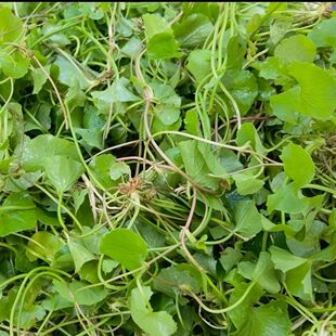 云南德宏特产新鲜马蹄菜当季鲜货雷公根/积雪草泡水煲汤