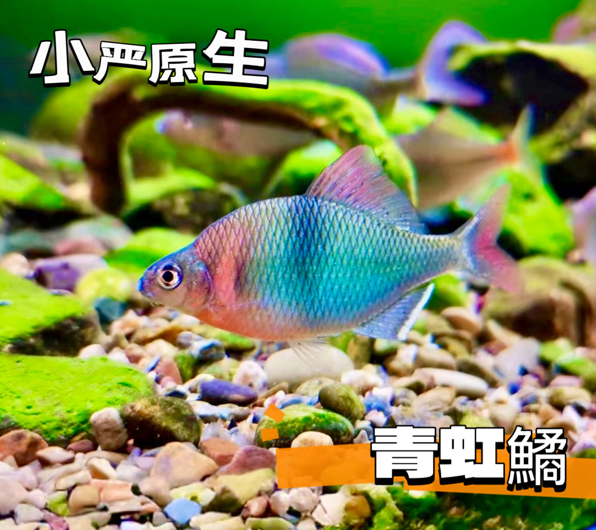 青红鱊鳑鲏鱼原生鱼小型鱼观赏鱼冷水鱼好养不加温新手鱼皮实