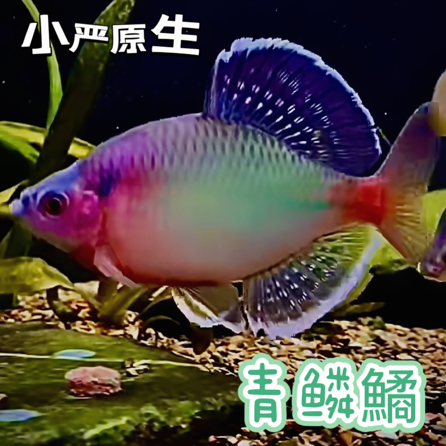 新安江青鳞鱊原生冷水鱼冬天不加温观赏鳑鲏鱼网红观赏鱼皮实耐活