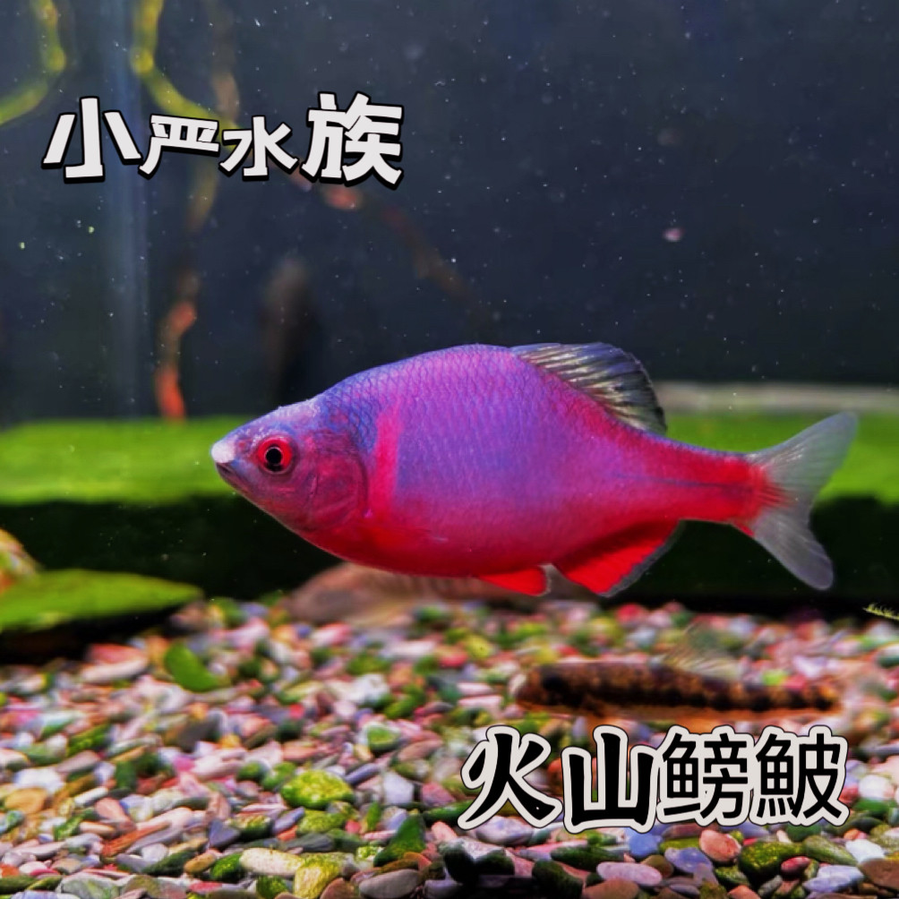 火山鳑鲏红色鱼原生鱼冷水鱼观赏鱼不加温溪流鱼好养耐活群游鱼