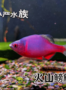 火山鳑鲏红色鱼原生鱼冷水鱼观赏鱼不加温溪流鱼好养耐活群游鱼