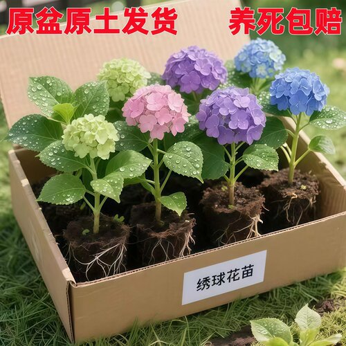 无尽夏绣球花苗盆栽耐寒四季开