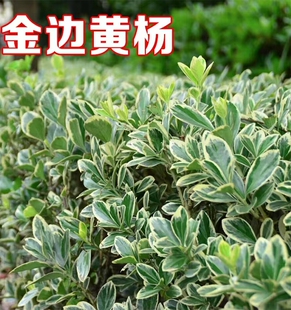 金边黄杨苗庭院绿化苗木四季常青耐寒好养活观叶冬青篱笆常绿树苗