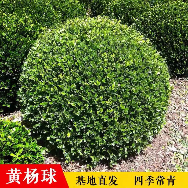 四季常青别墅地栽庭院花坛
