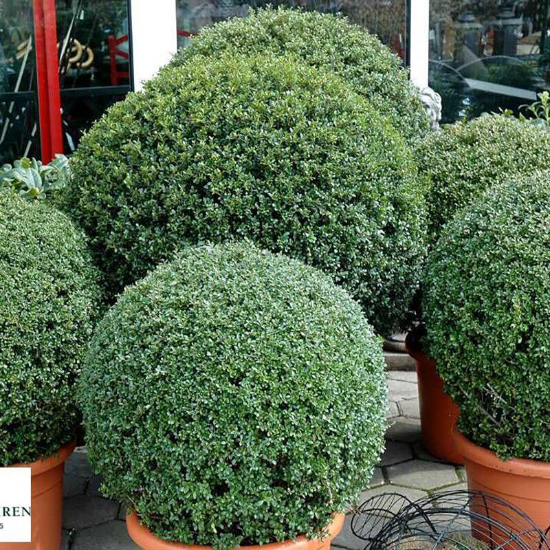 龟甲冬青树苗齿叶冬青球小叶冬青球四季常青庭院绿化苗景观造型苗