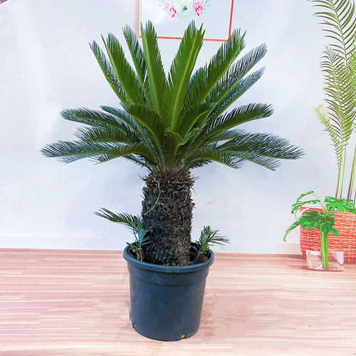 铁树盆景客厅栽植物小大苗室