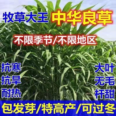 中华粮草牧种子多年生四季常