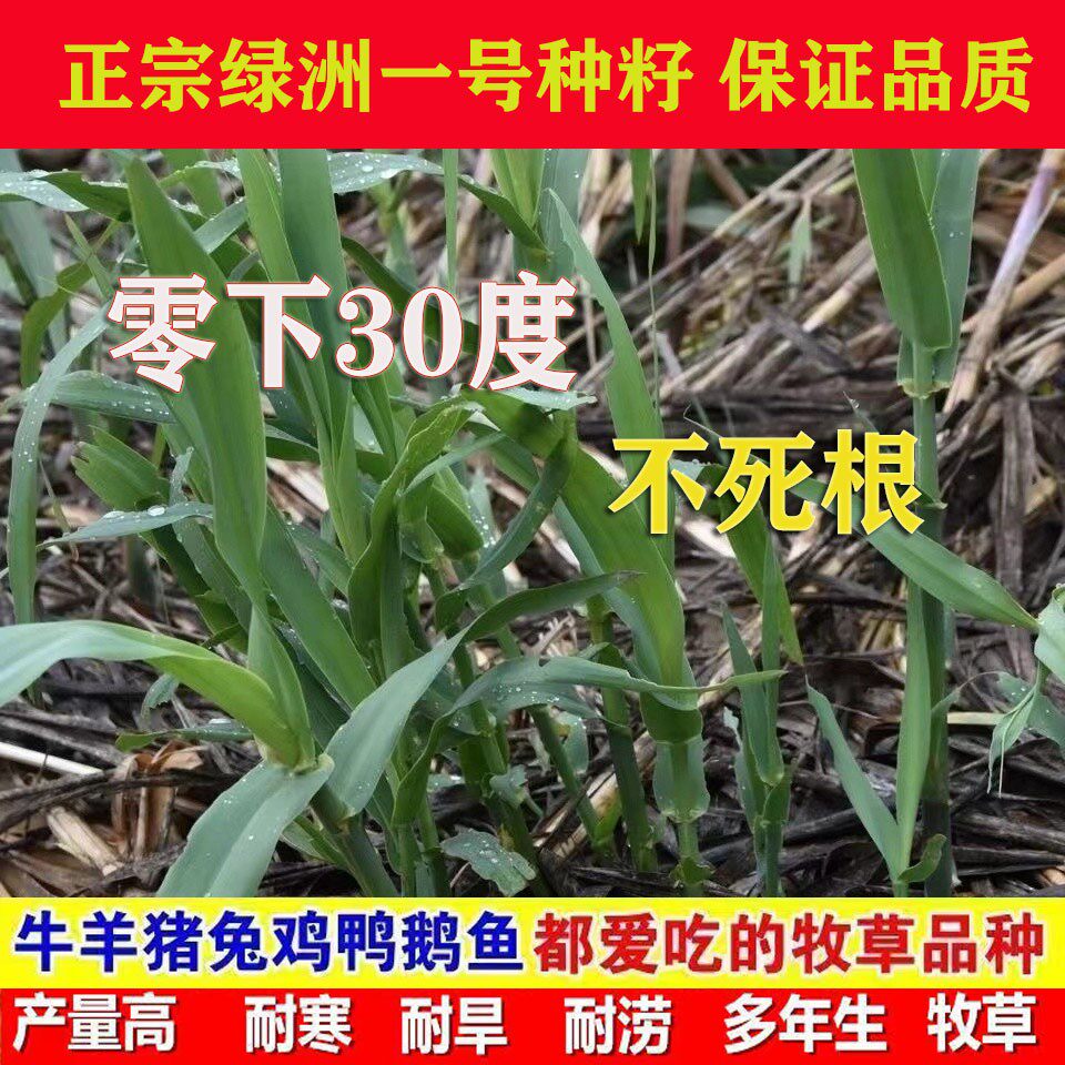 高产巨菌草绿洲一号牧草种子高丹王种子多年生一年四季种籽鱼草