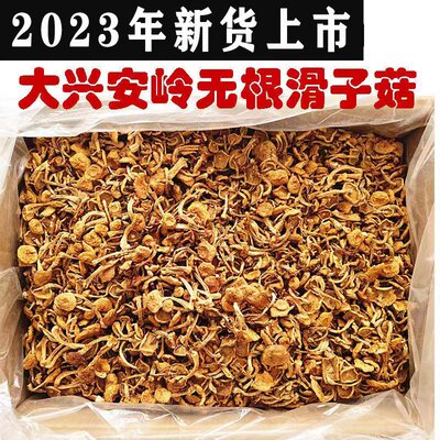 2023年新货东北特产滑子菇干货滑子蘑小黄蘑特产无硫熏无根