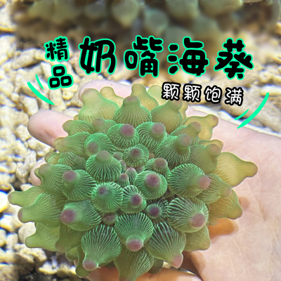 精品荧光奶贵海葵海洋小生物宠物