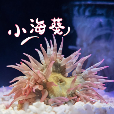 【小海葵活体】好养易活观赏