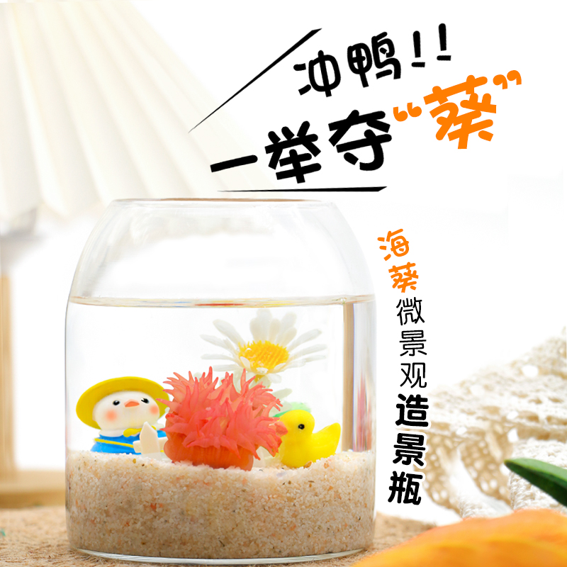 【小海葵生态瓶】海藻球微景观