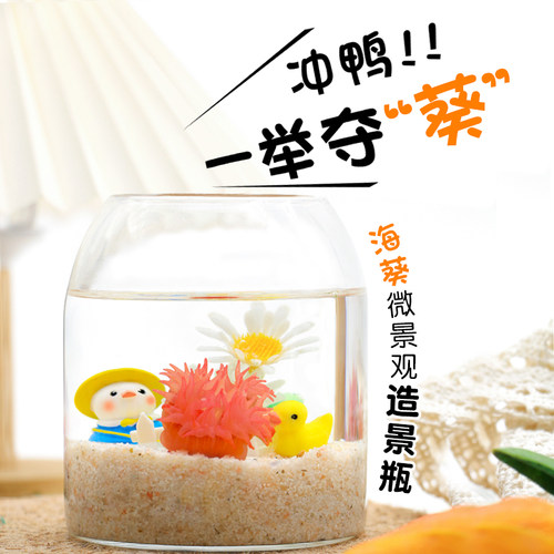 【小海葵生态瓶】海藻球微景观