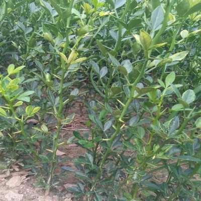 枳壳苗橙子柑桔枸橘苗嫁接积壳苗果园围栏护园铁篱笆刺树围墙植物