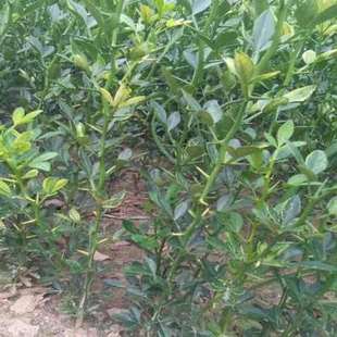 枳壳苗橙子柑桔枸橘苗嫁接积壳苗果园围栏护园铁篱笆刺树围墙植物