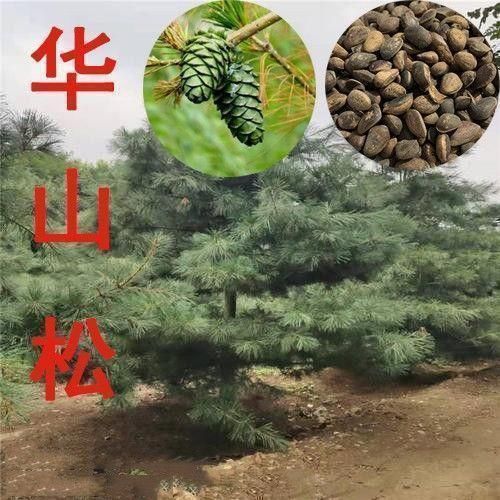 华山松种子包邮白松五须松果松青松五叶松食用松树籽绿化观赏松树