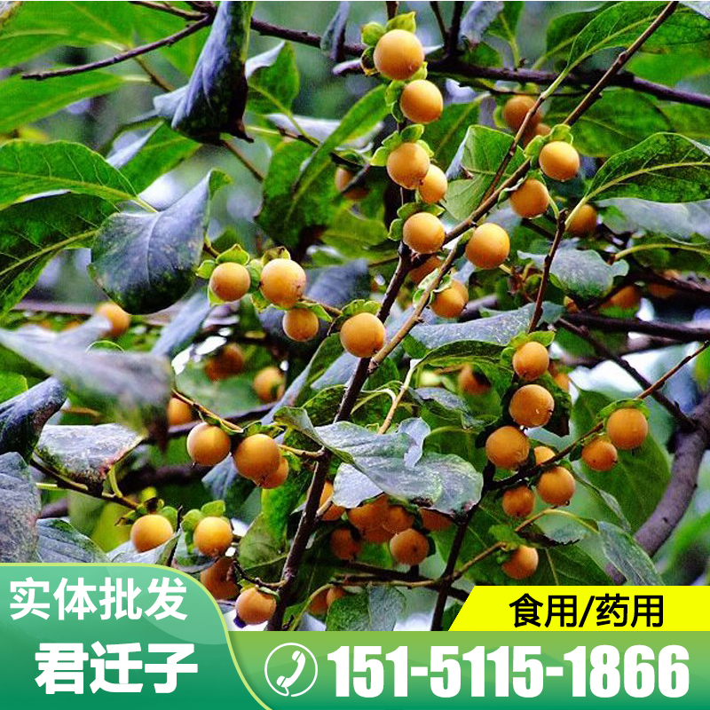 柿树种子软枣嫁接砧木种子