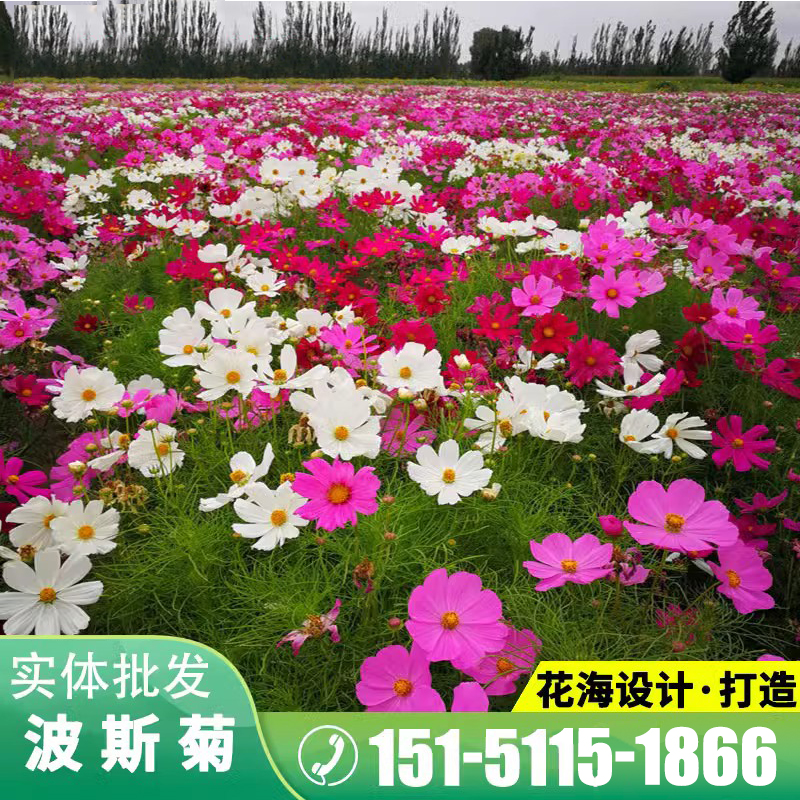 波斯菊花种子四季易种格桑花种籽彩色开花野花组合种子庭院易活花