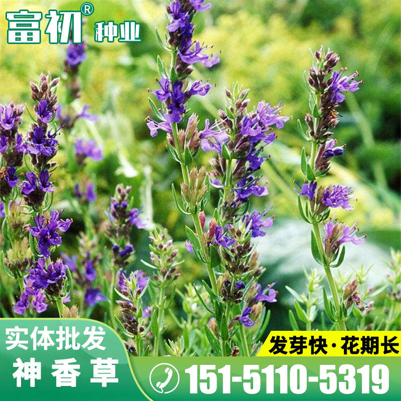 神香草种子 可食用香草种子驱蚊虫多年生植物香囊草种子四季易种