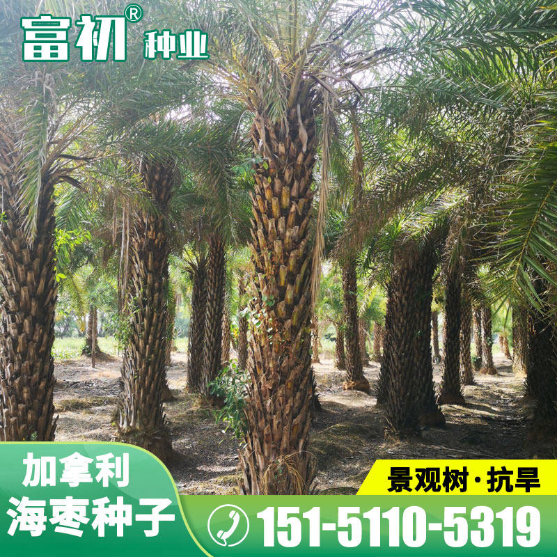 加拿利海枣长叶刺葵槟榔竹种子