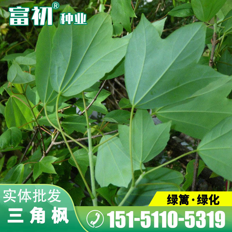 新采成熟三角枫种子 南北方三角枫树种三角槭籽风景行道树绿化苗