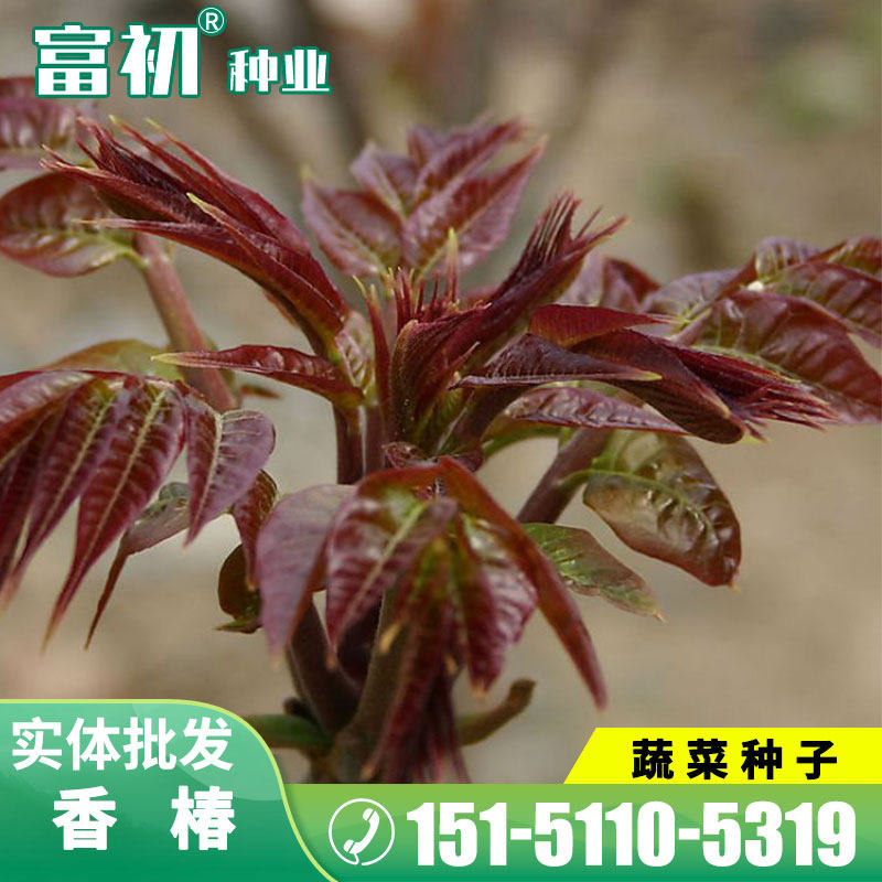 红香椿种子芽苗菜红香椿树营养价值高盆栽四季播食用蔬香椿树种籽