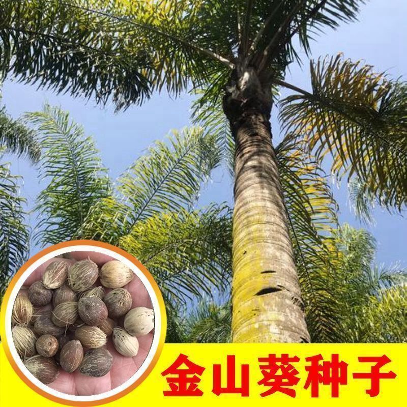 林木种子金山葵种子皇后葵果实庭院观赏树紫金鼠菩提文玩菩提原料