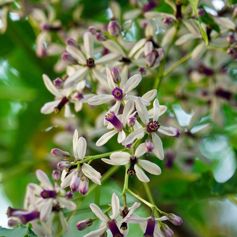 新采苦楝树种子 苦楝种子 楝树紫花树种子楝枣种子苦楝子种籽包邮