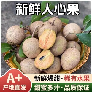 【新鲜人心果】海南人心果新鲜妈咪果孕妇水果现摘稀罕见热带水果