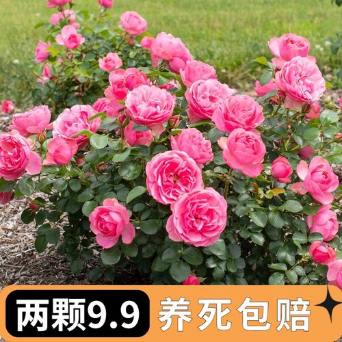 粉色达芬奇爬藤月季多季开花