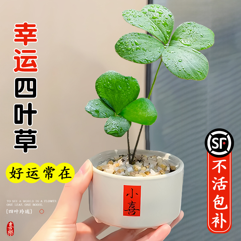 墨西哥铁树四叶草盆栽办公室桌面绿植情绪稳定植物幸运草旺财摆件