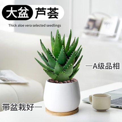 大盆芦荟盆栽室内净化空气花卉绿植桌面仙人掌多肉植物好养小盆景