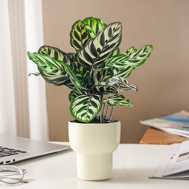 孔雀竹芋盆栽植物办公室内绿植